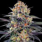 Jealous Mary Auto Feminised Seeds - 5