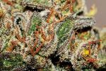 Sundae Driver Auto Feminized Seeds - BULK x 100