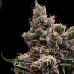 Skywalker 78 Regular Seeds - 11