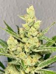Strawberry Banana Auto Feminised Seeds - BULK x 100