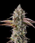 Strawberry Skrilla Feminized Seeds