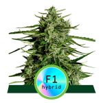 Titan F1 Auto Feminised Seeds