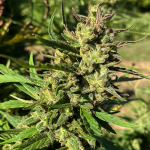Lucky Lucy CBD Feminised Seeds - 5