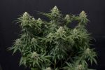 Wedding Cheesecake Fast Feminised Seeds