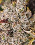 White Truffle Auto Feminised Seeds - BULK x 100
