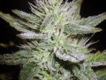 White Runtz Auto Feminised Seeds - BULK x 100