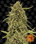 Widow Remedy Regular Seeds - 10