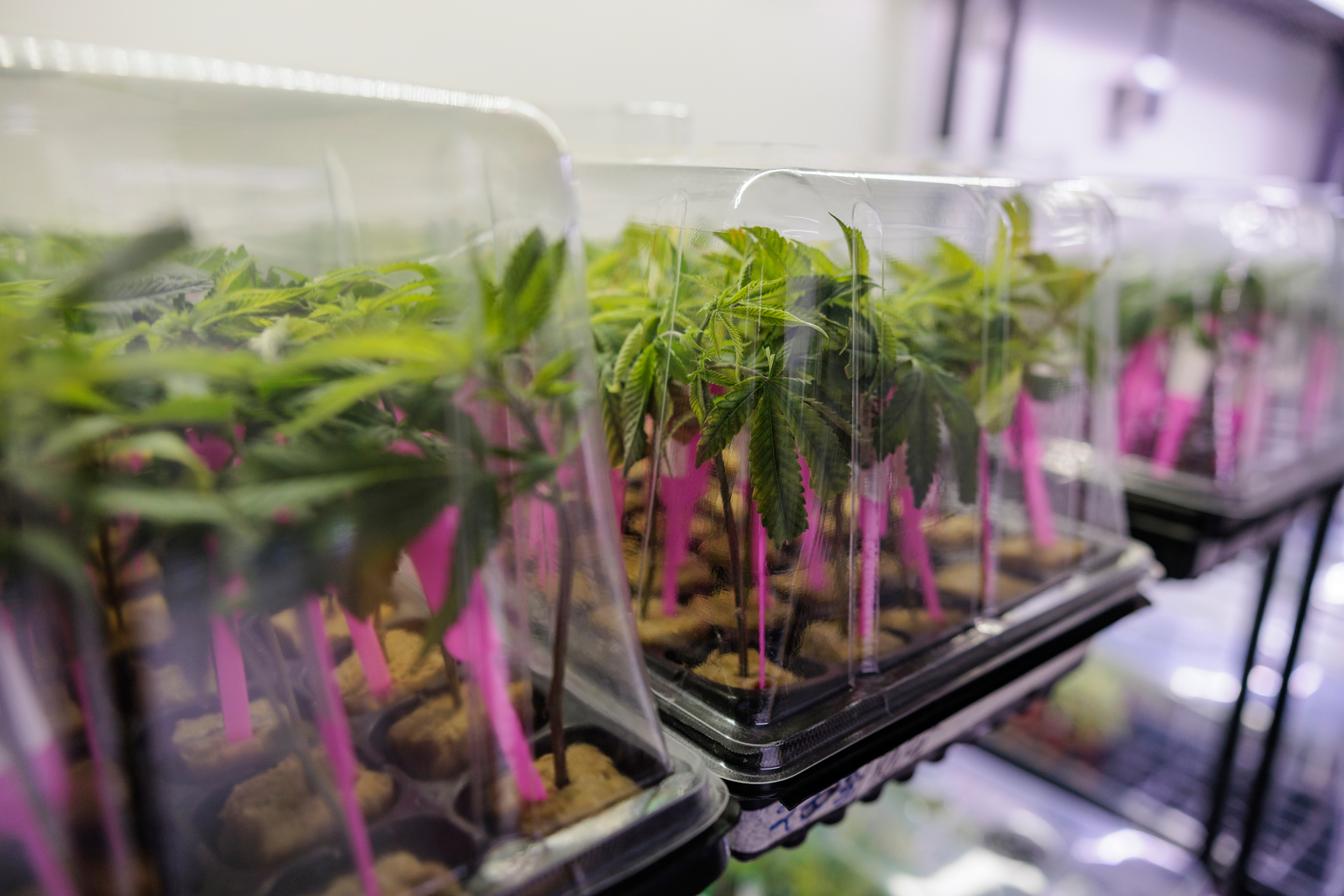 Small cannabis clones