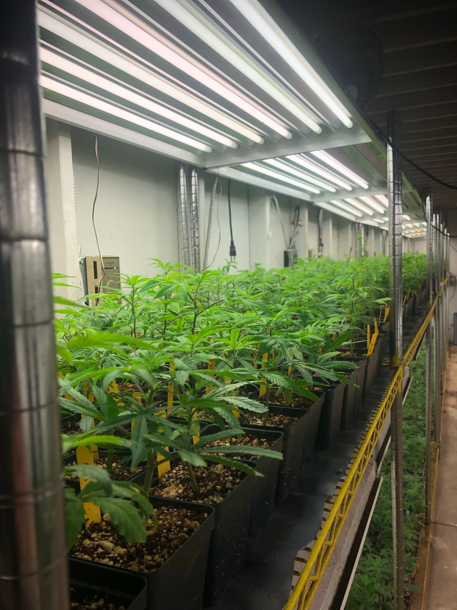 Controlled Environment for Cloning Cannabis