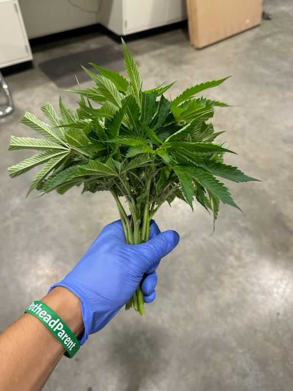 Cannabis Clones Caring with Gloves