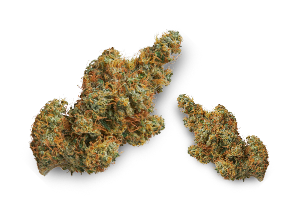 regular-cannabis-seeds