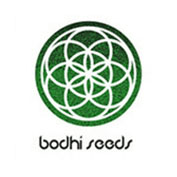 Sundance Regular Seeds - 11