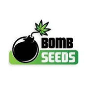 Buzz Bomb Regular Seeds - 10