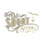 Flo Regular Seeds - 6