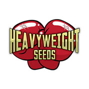 2 Fast 2 Vast Auto Feminised Seeds