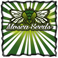 Mosca's Razzberries S1 Feminised Seeds